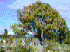 Cinnamomum camphora (Photo: Forest & Kim Starr [USGS] Photo # starr-001228-0130)